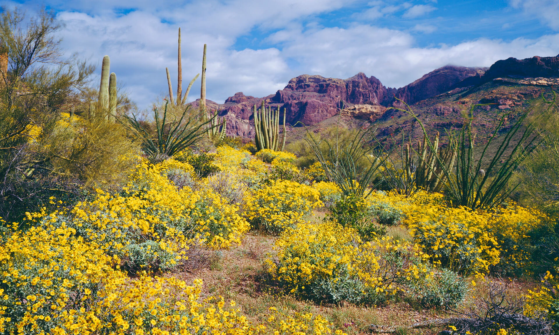 Grand Canyon Yellow Flowers