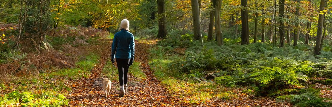 A person in a blue jacket and white hat walks a small dog along a leaf-covered forest path during autumn.